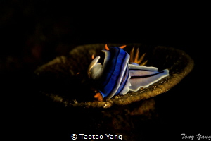 Romantic by Taotao Yang 